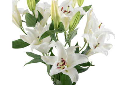 White Lilies