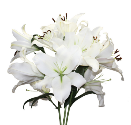 White Lilies