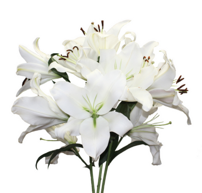 White Lilies