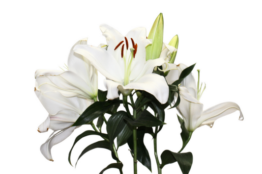 White Lilies