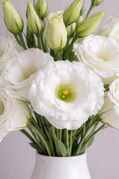 White Lisianthus