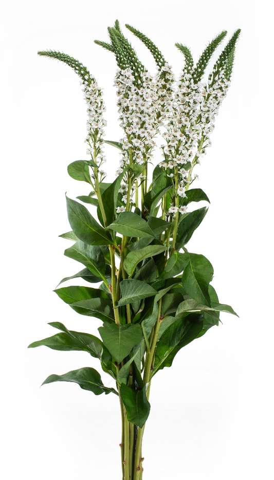 White Lysimachia