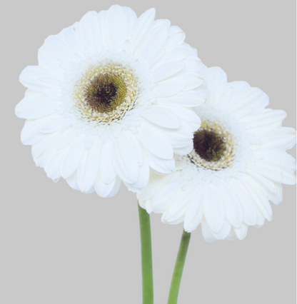 White Mini Gerbera Daisies