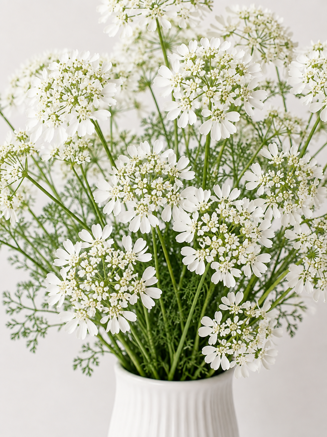 White Orlaya Lace Flowers