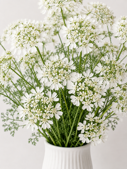 White Orlaya Lace Flowers