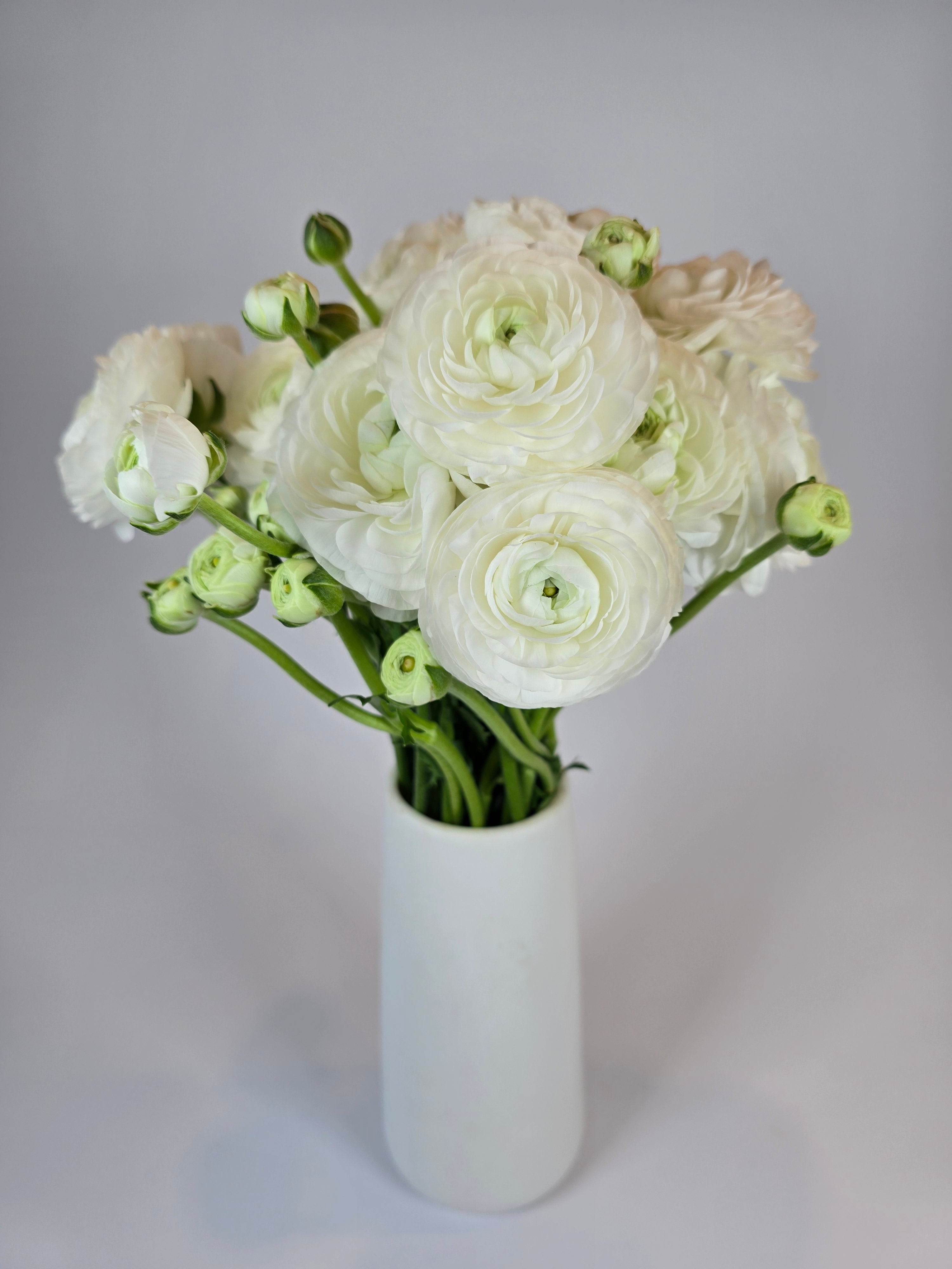 White Ranunculus – The Flower Hype