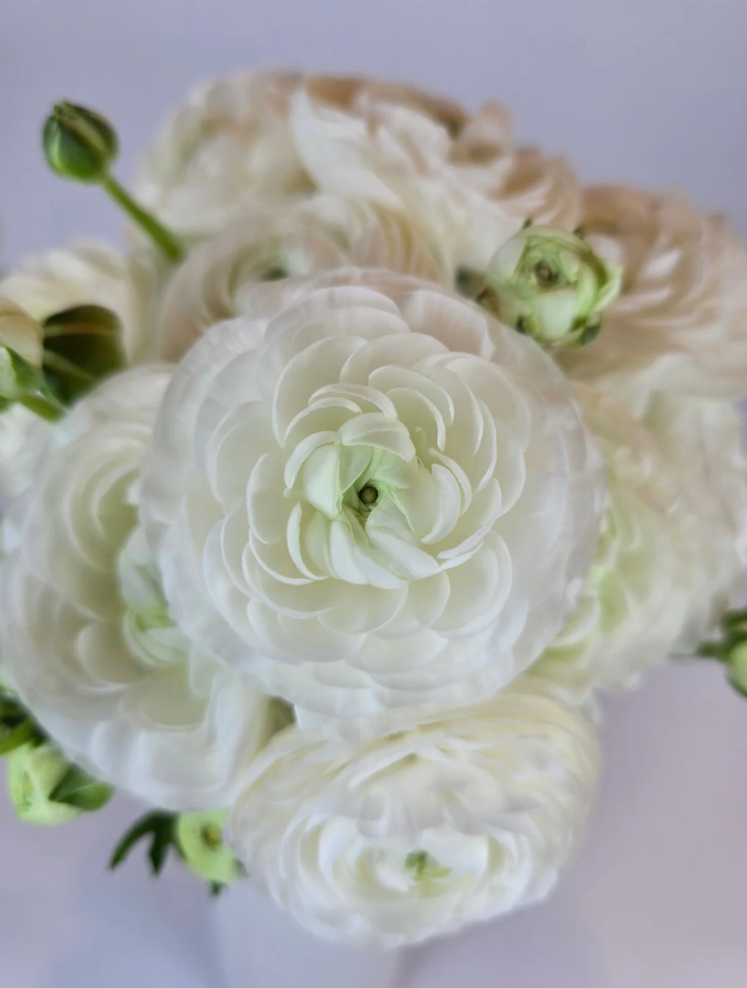 White Romance Anemone and Ranunculus Box
