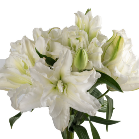 White Rose Double Lilies