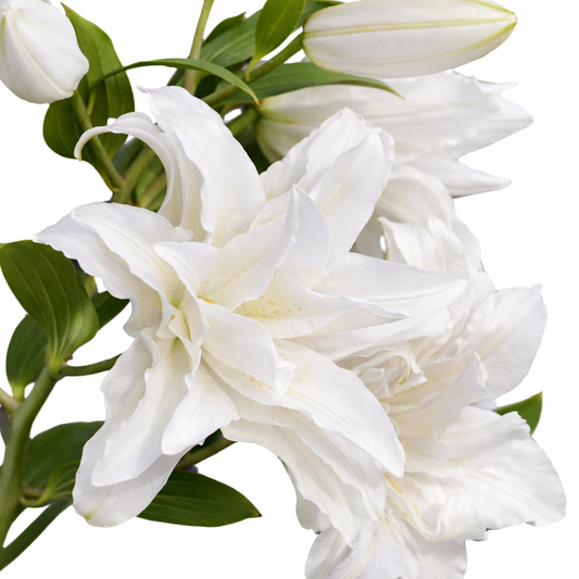 White Rose Double Lilies