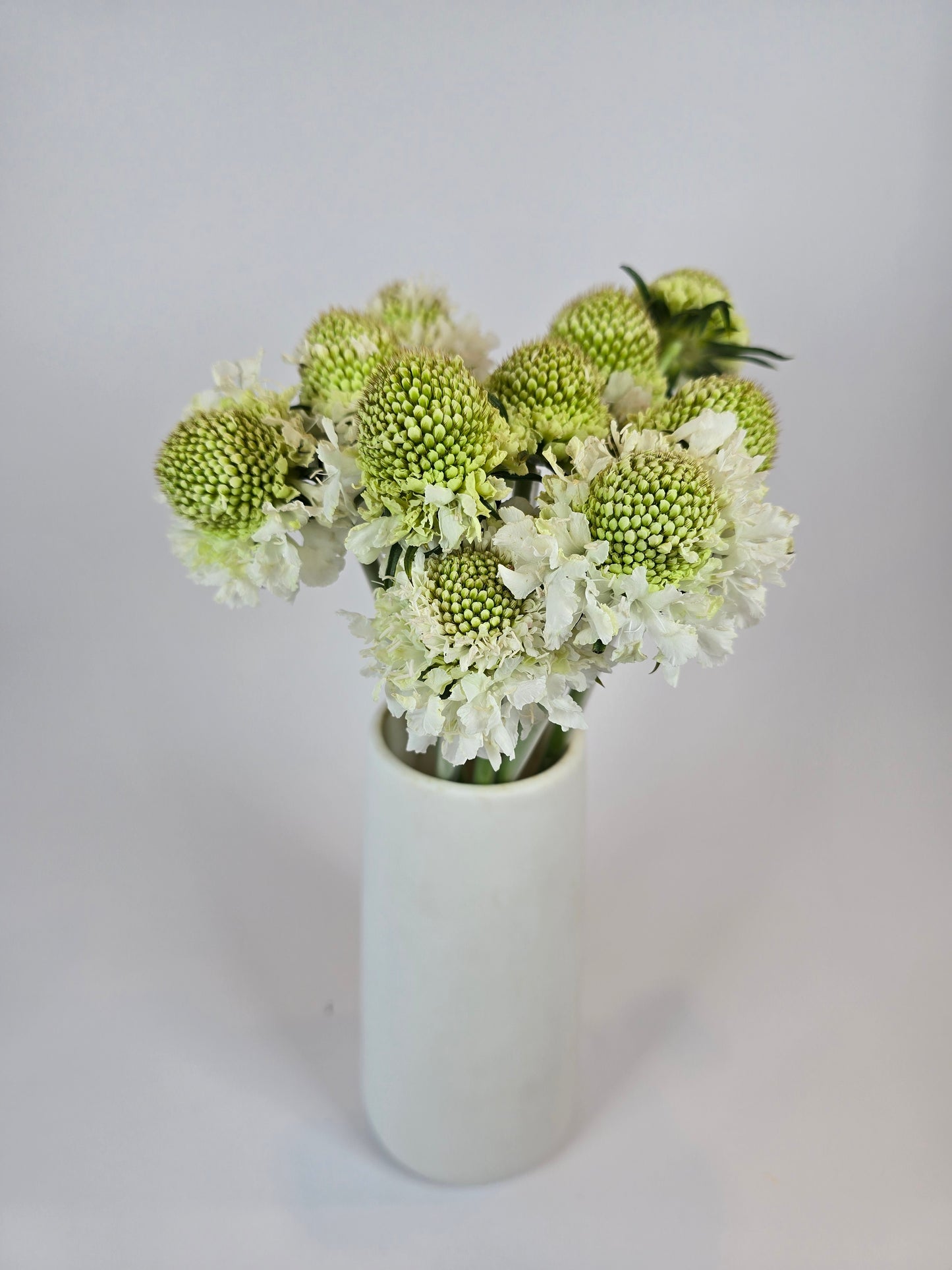 White Scabiosa
