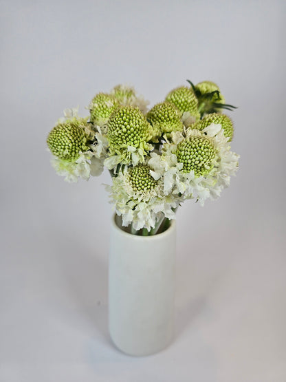 White Scabiosa