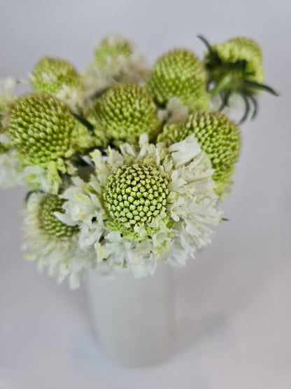 White Scabiosa