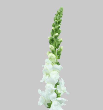 White Snapdragons