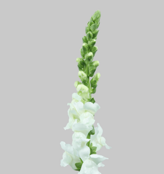 White Snapdragons