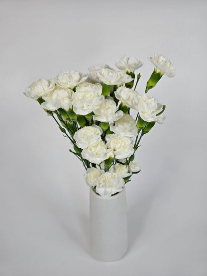 White Spray Carnations