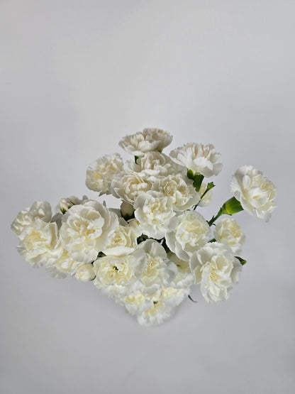White Spray Carnations