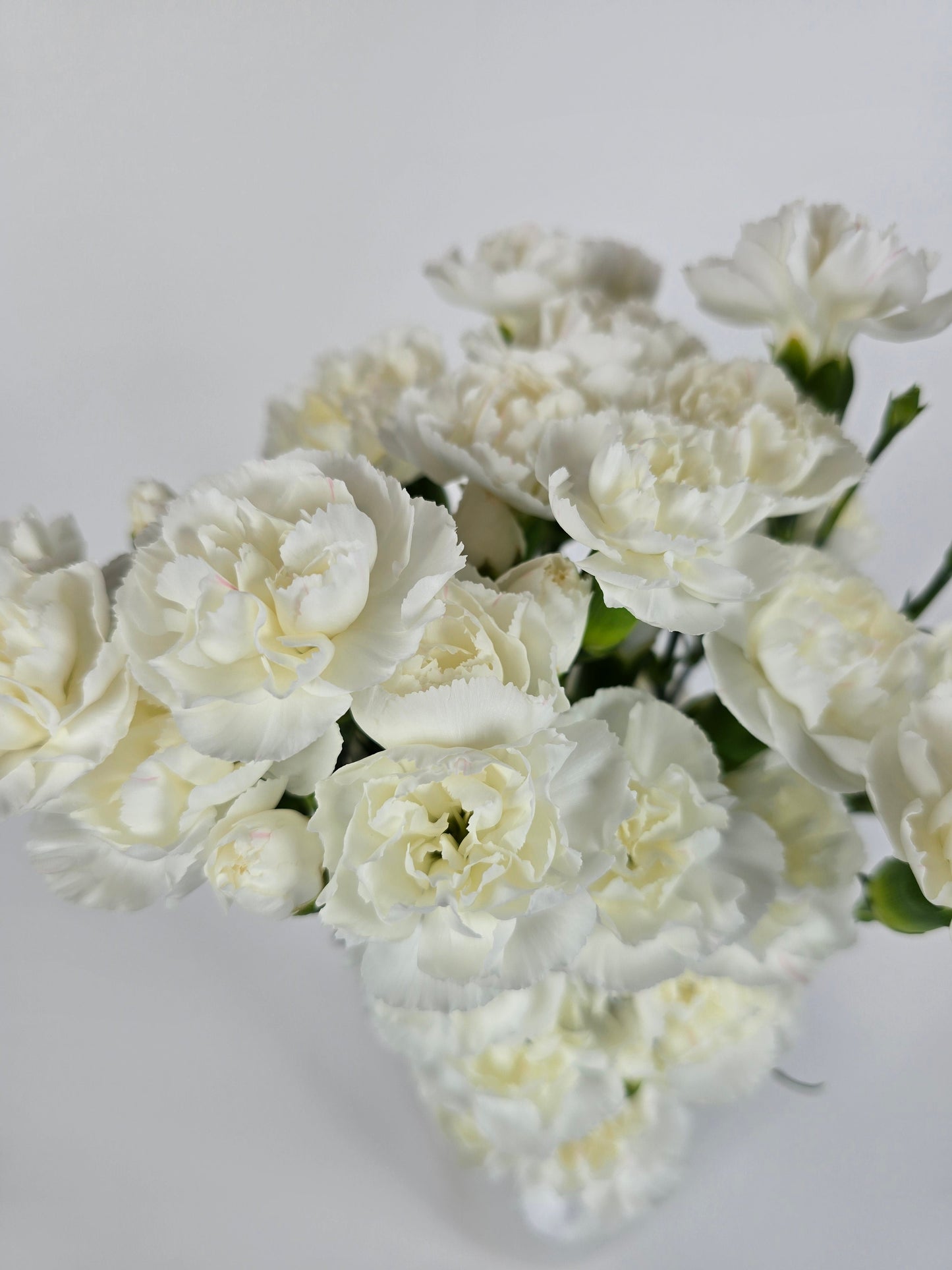White Spray Carnations