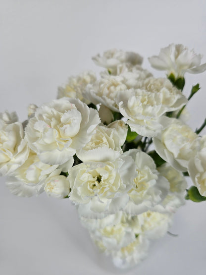 White Spray Carnations