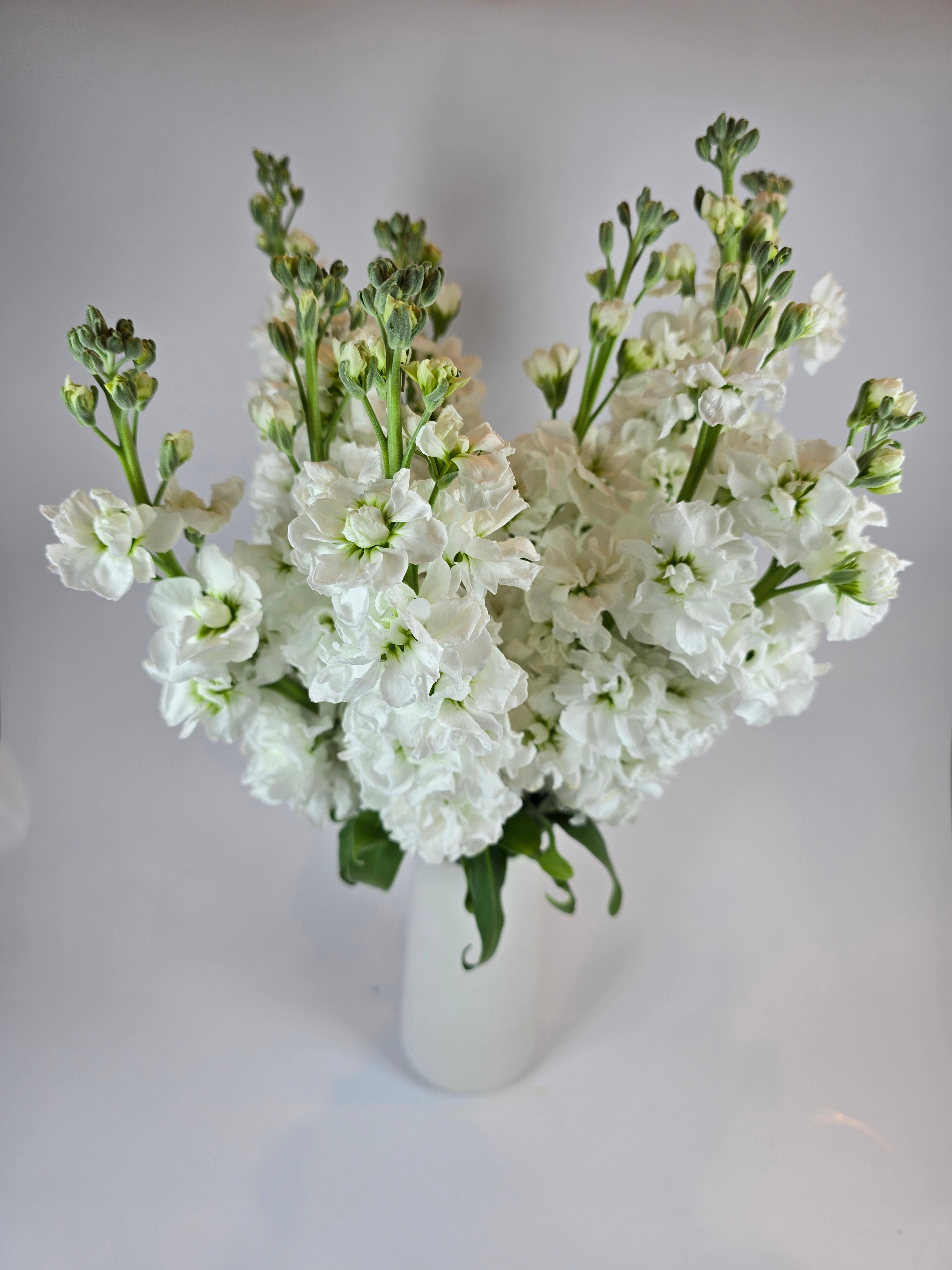 White Stock – The Flower Hype