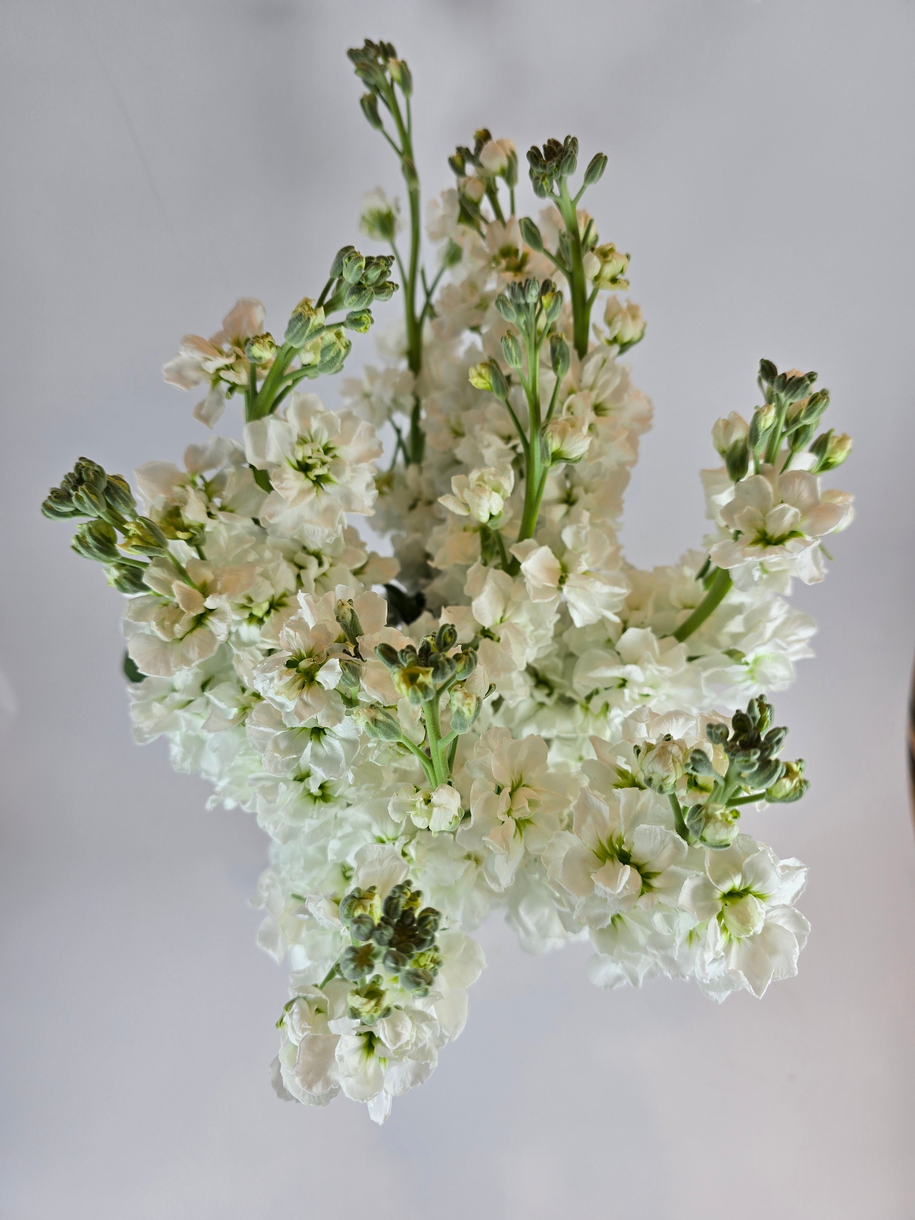 White Stock – The Flower Hype