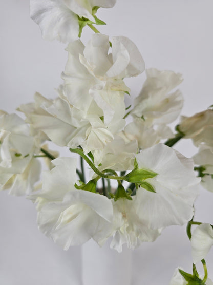 White Sweet Peas