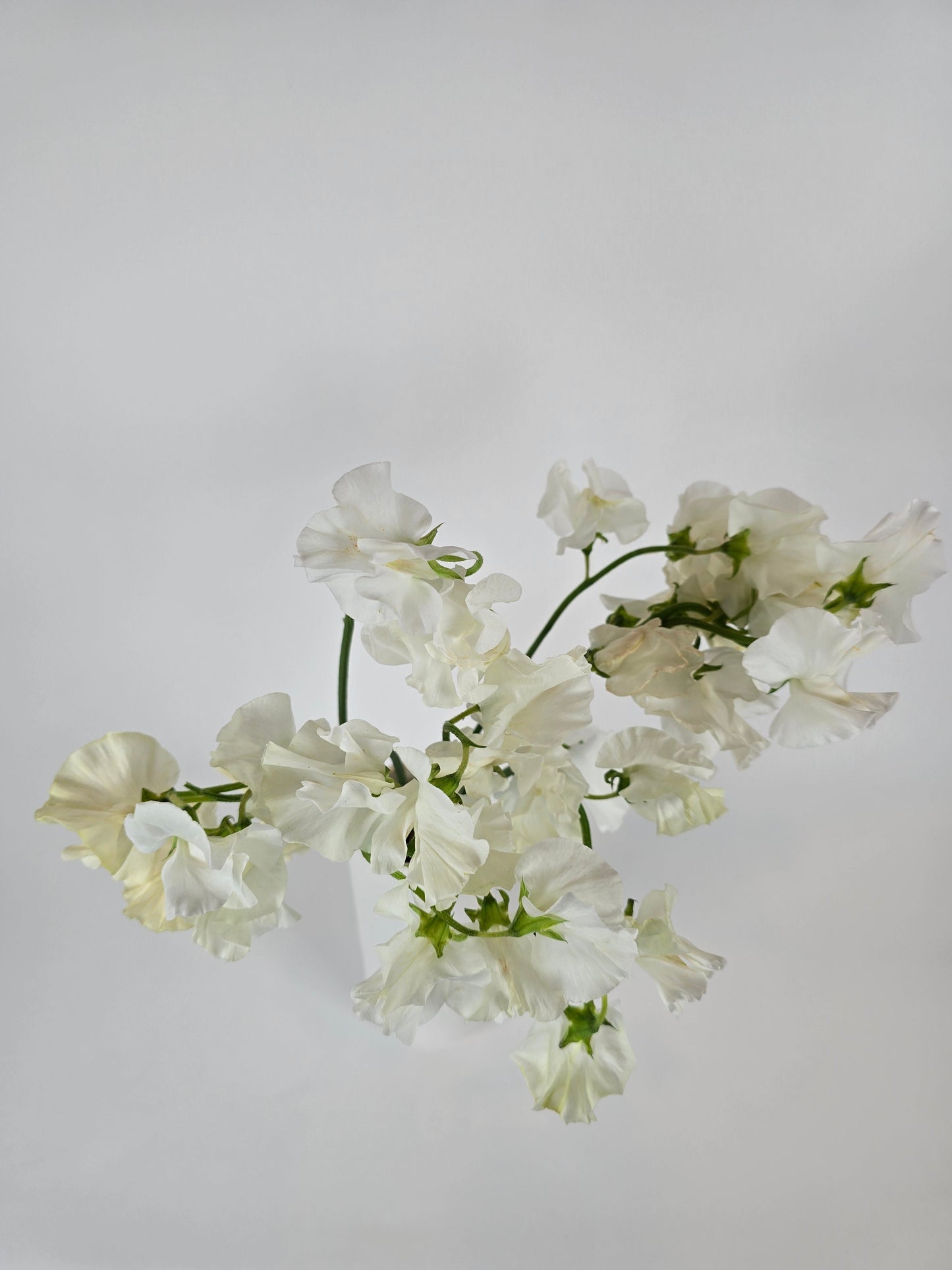 White Sweet Peas