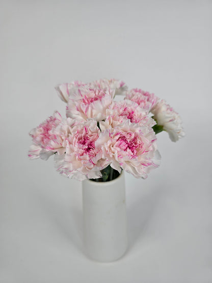 White with Pink Stripes Carnations