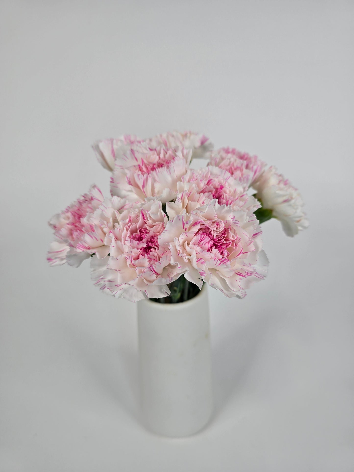 White with Pink Stripes Carnations