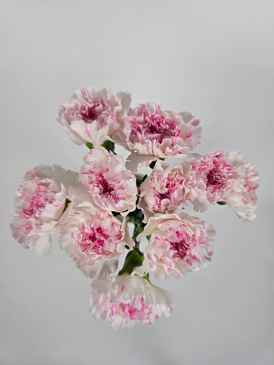 White with Pink Stripes Carnations