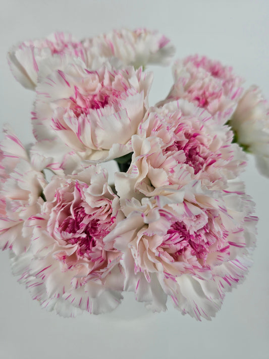 White with Pink Stripes Carnations