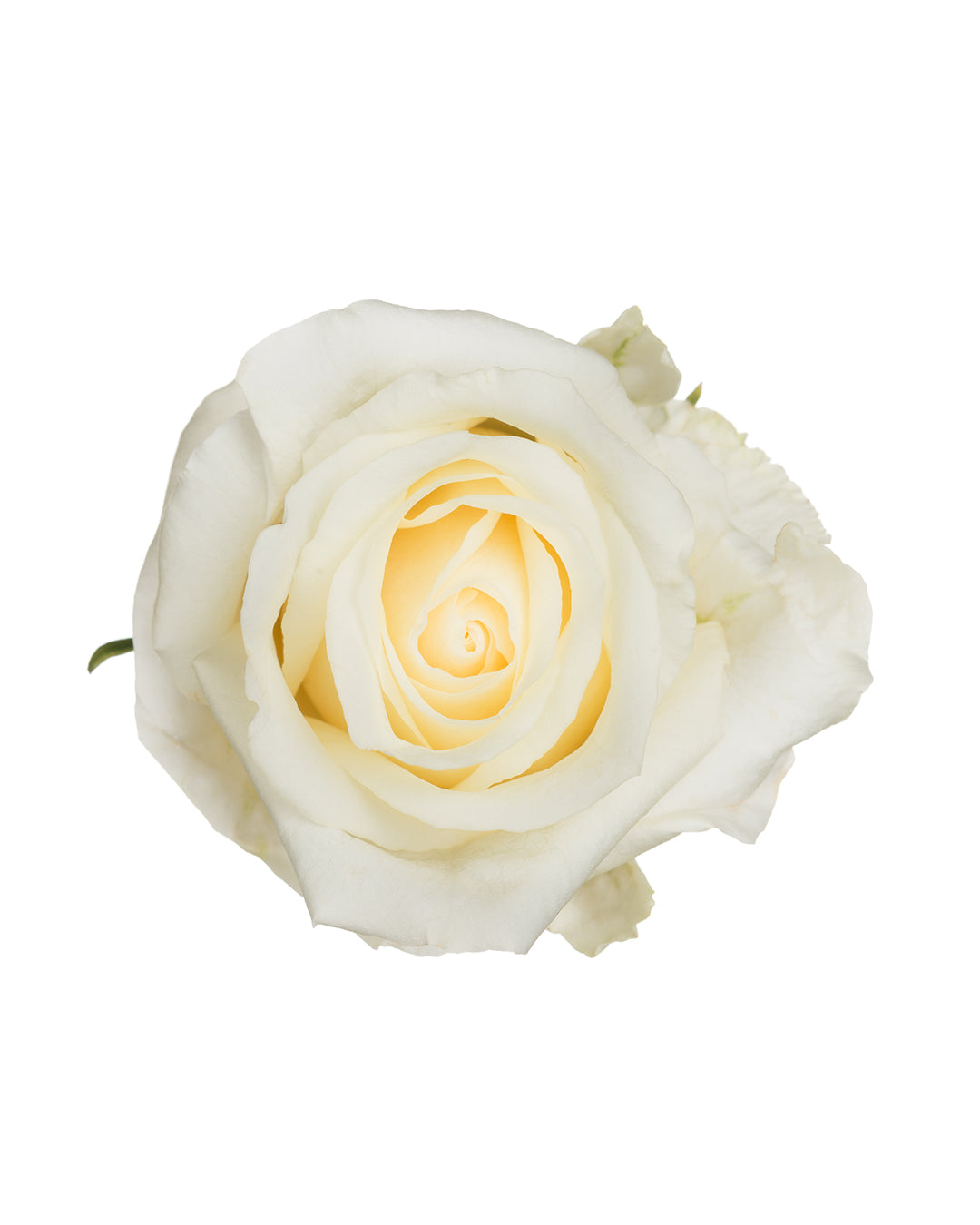 White Chocolate Ivory Roses