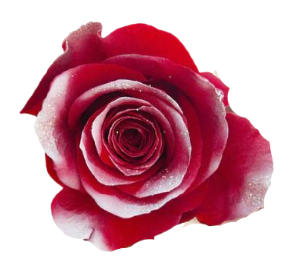 Winter Berry Frost Tinted Roses