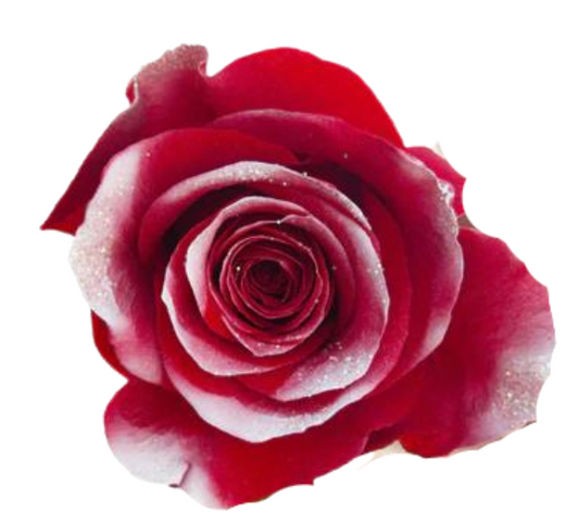 Winter Berry Frost Tinted Roses