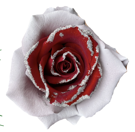 Winter Frost Tinted Roses