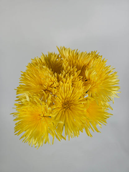 Yellow Anastasia Spider Mums