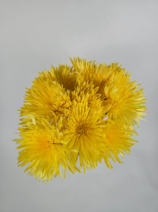 Yellow Anastasia Spider Mums
