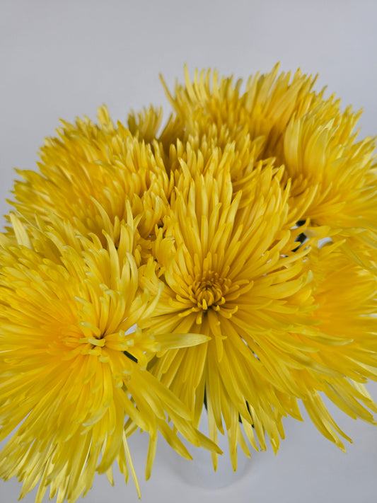 Yellow Anastasia Spider Mums