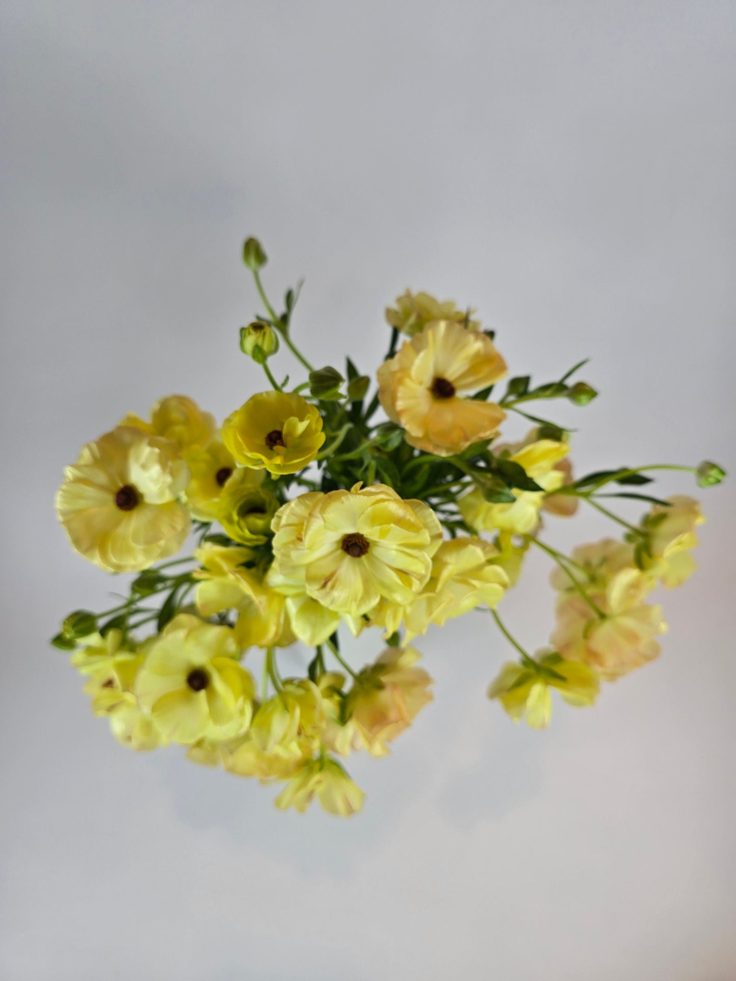 Yellow Butterfly Ranunculus