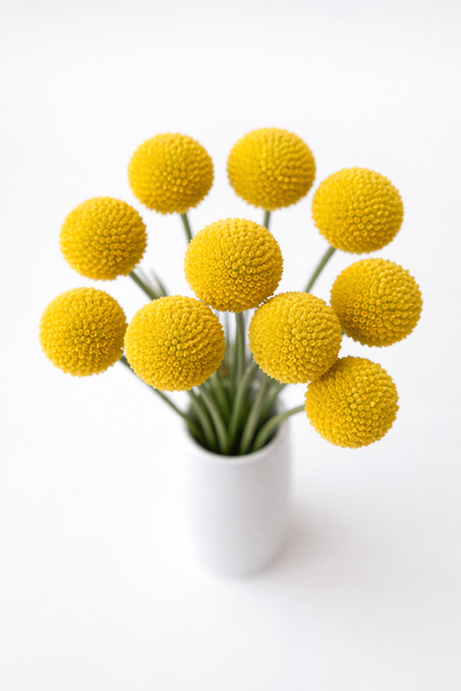 Yellow Craspedia Billy Balls