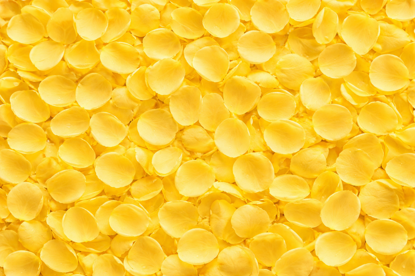 Yellow Fresh Rose Petals