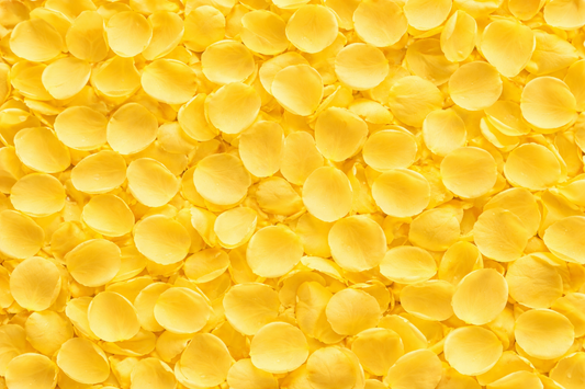 Yellow Fresh Rose Petals