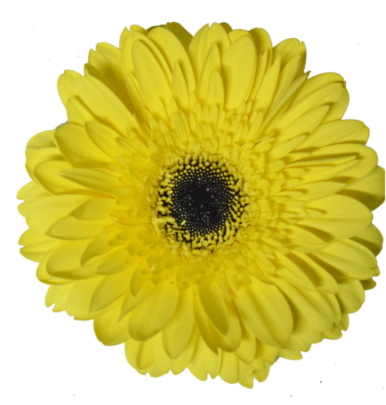 Yellow Gerbera Daisies