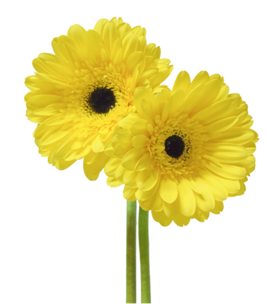 Yellow Gerbera Daisies