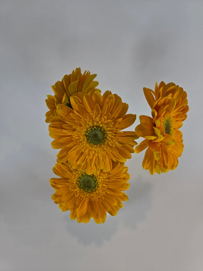 Yellow Gerbera Daisy