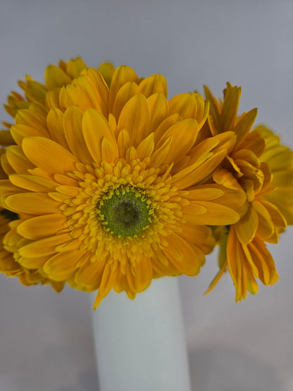 Yellow Gerbera Daisy