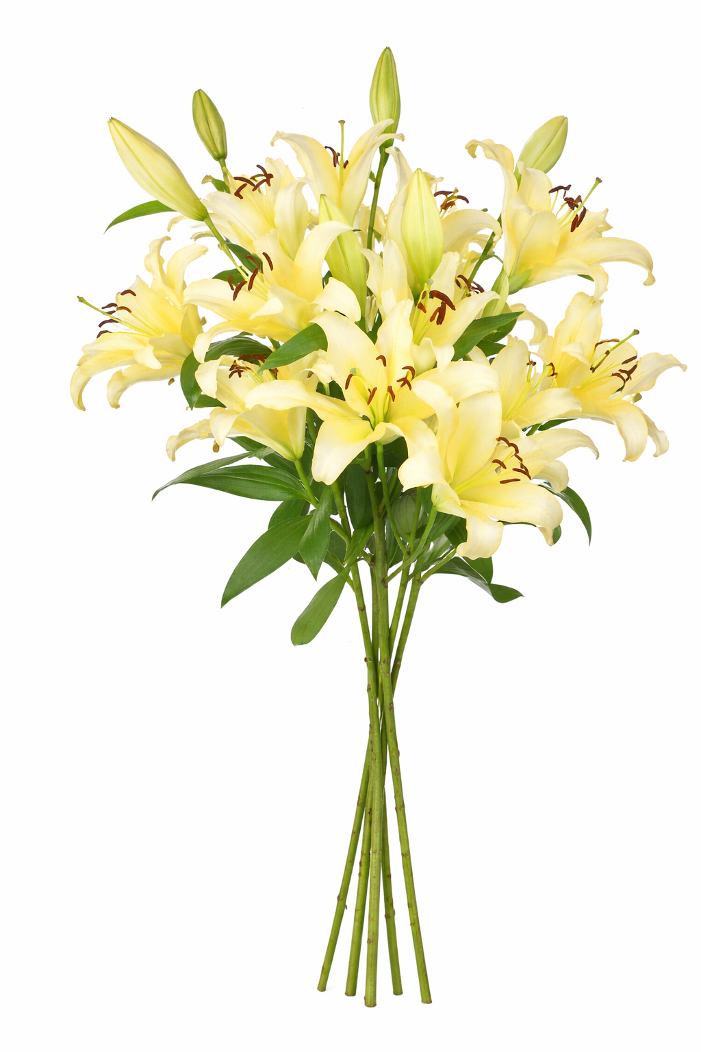 Yellow Lilies