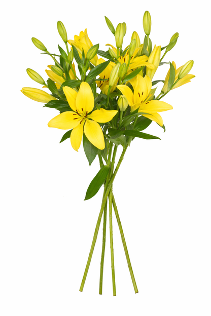 Yellow Lilies