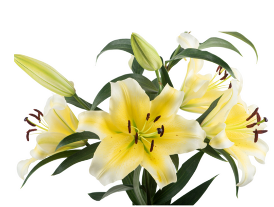 Yellow Lilies