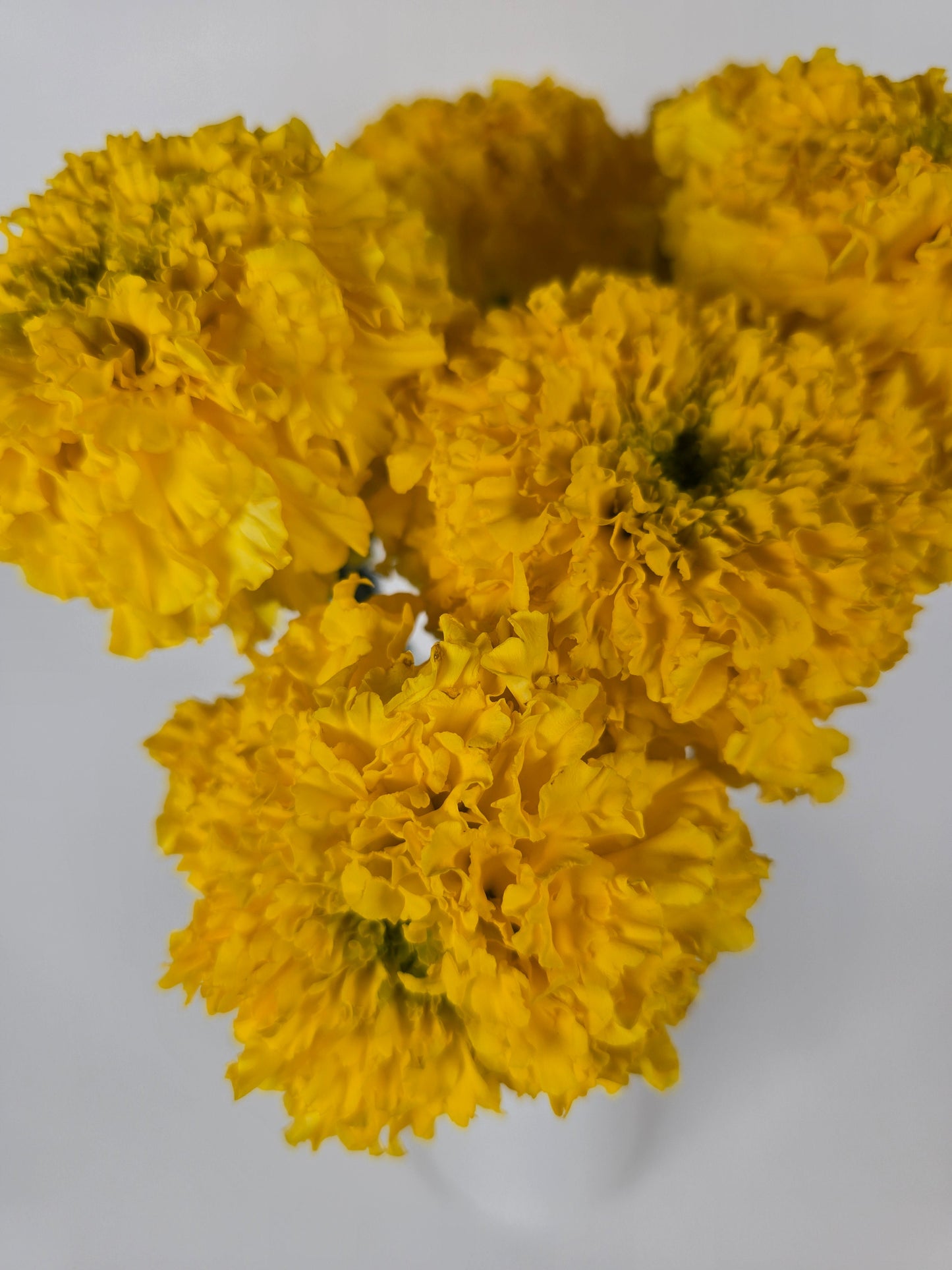 Yellow Marigolds