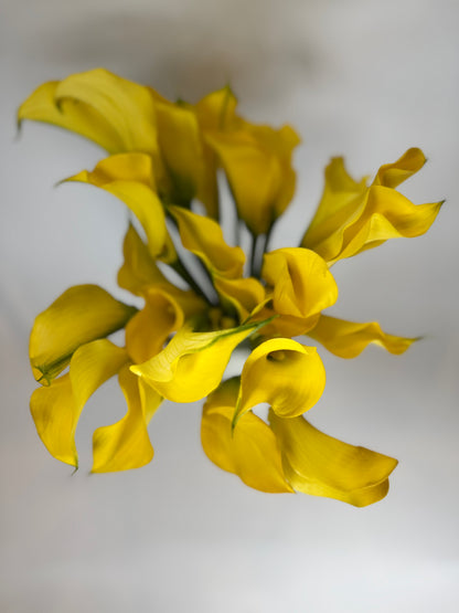 Yellow Mini Calla Lily